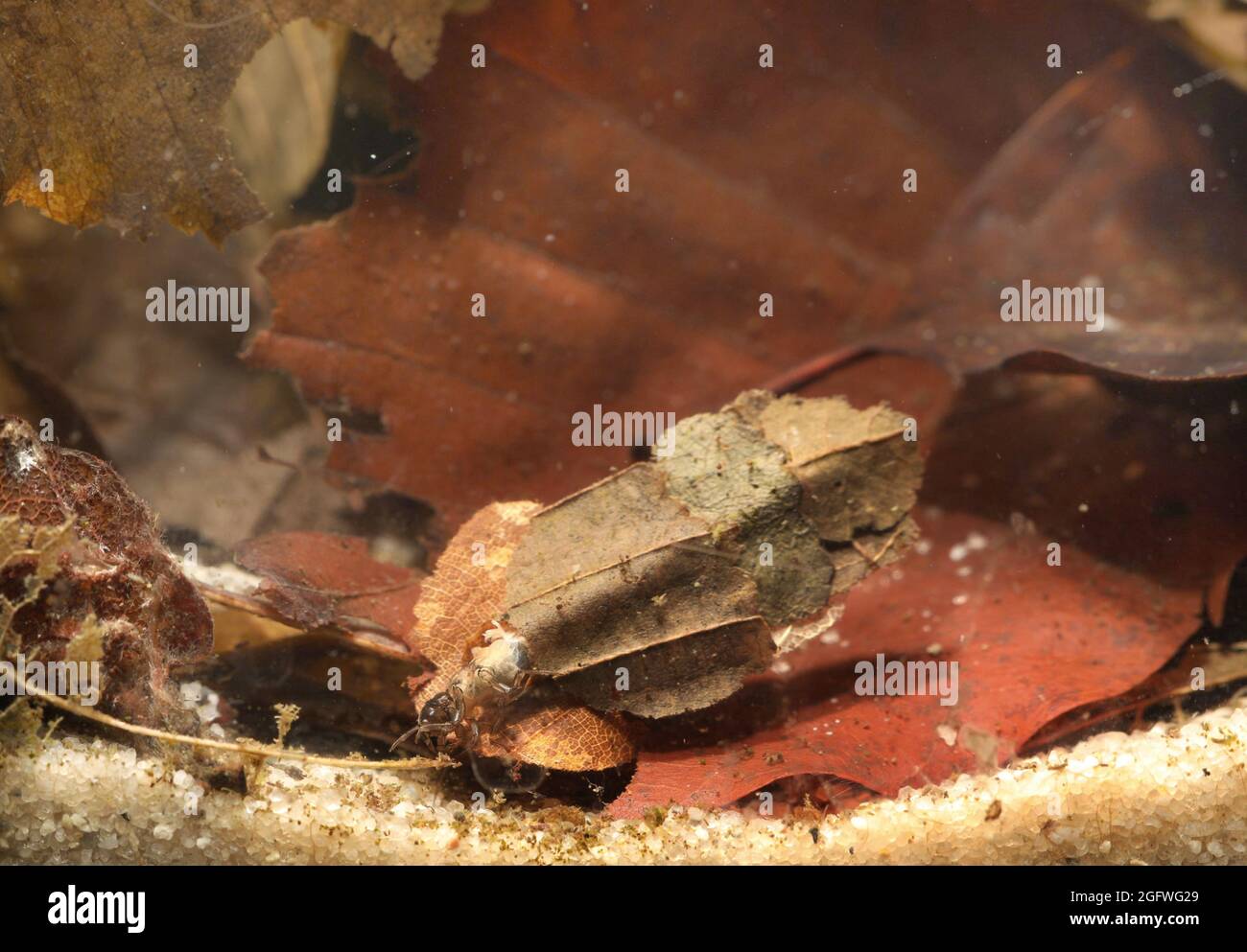 caddis-Fliegen (Glyphotaelius pellucidus), Larve mit Larvengehäuse aus gefallenen Blättern, Deutschland, Bayern Stockfoto