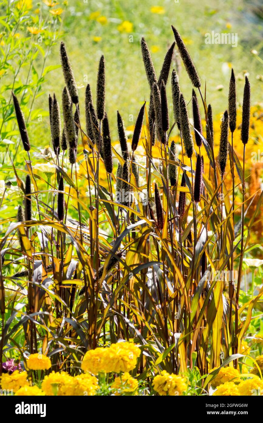 Spätsommer krautige Grenze Ornamental Millet Pennisetum Stockfoto