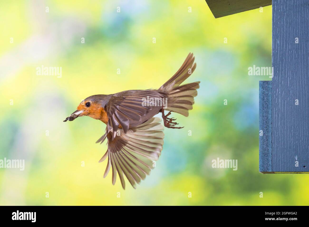 Europäischer Rotkehlchen (Erithacus rubecula), hebt mit Kot der Küken ab, Deutschland Stockfoto