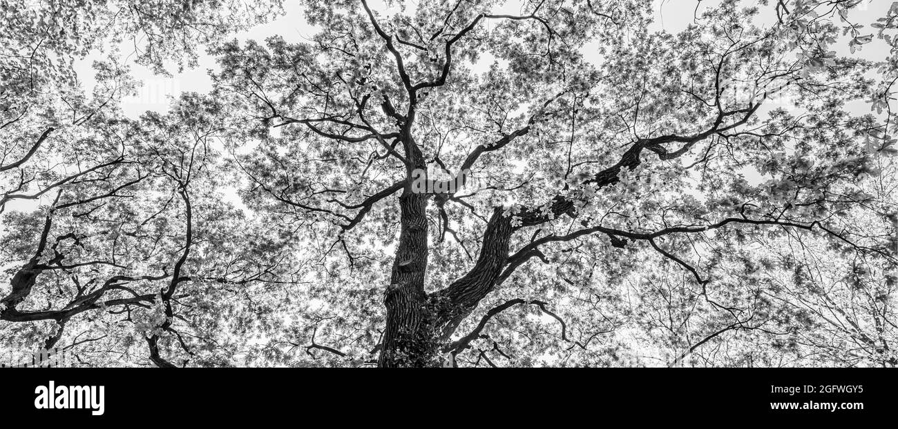 Olivenhain, schwarz-weiß Fine Art Foto. Abstrakter Schwarzweiß-Naturhintergrund. Künstlerische Natur niedrigen Standpunkt Stockfoto