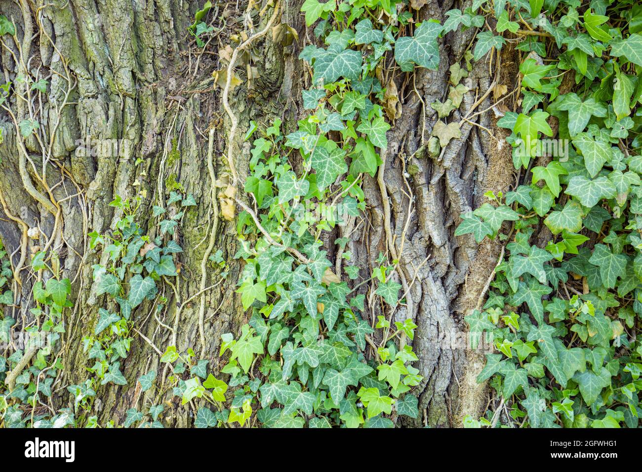 Frühlingshintergrund mit Baumrinde und Efeu im Frühling. Grüne Efeu-Blätter, die einen Baumstamm hochklettern Stockfoto