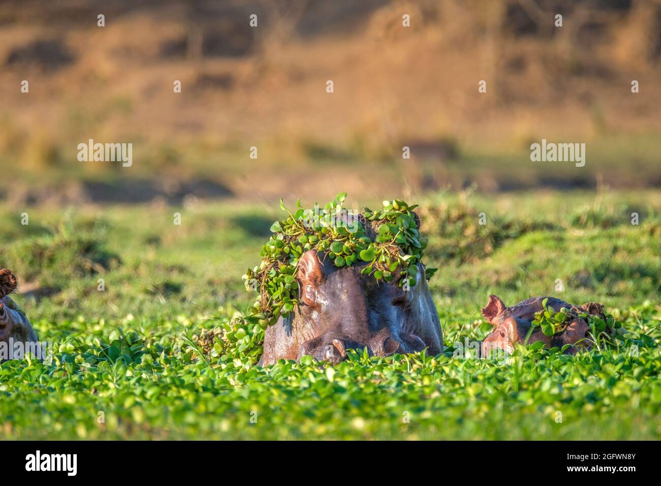Hippo (Hippopotamus amphibius), Nilpferd unter Wasser, Porträt, Pflanzen auf dem Kopf. Untere Sambesi, Sambia, Afrika Stockfoto