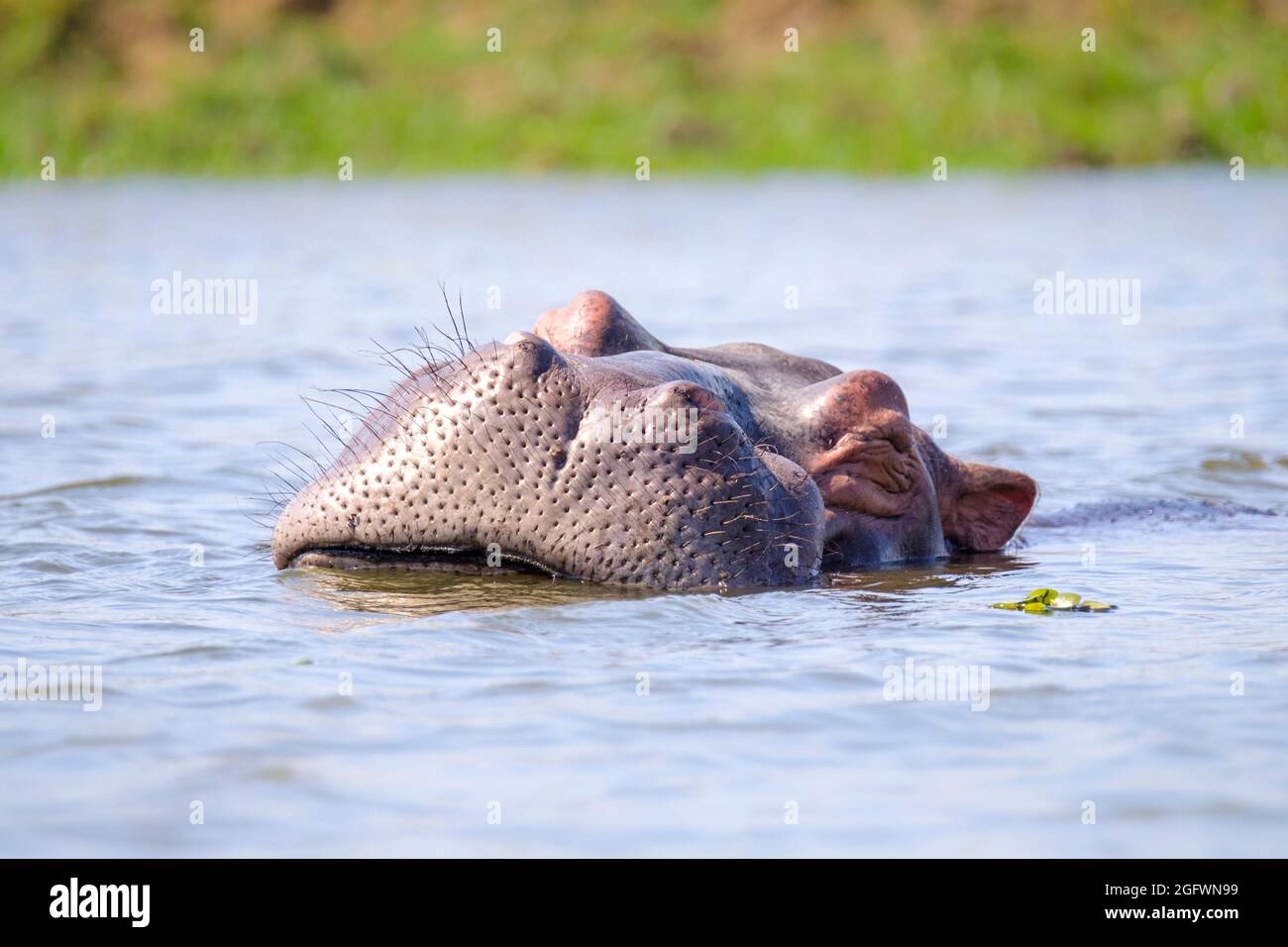 Hippo (Hippopotamus amphibius), Porträt des Gesichts. Nilpferd unter Wasser. Untere Sambesi, Sambia, Afrika Stockfoto