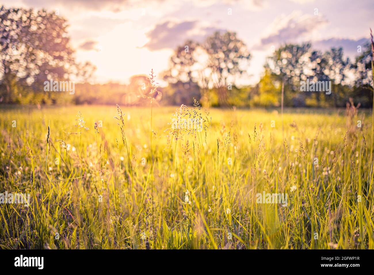Wiese mit Wildblumen unter der untergehenden Sonne. Wunderschöne Sonnenuntergangslandschaft, entspannende Natur. Frühlings-Naturszene. Atemberaubende Landschaft Stockfoto