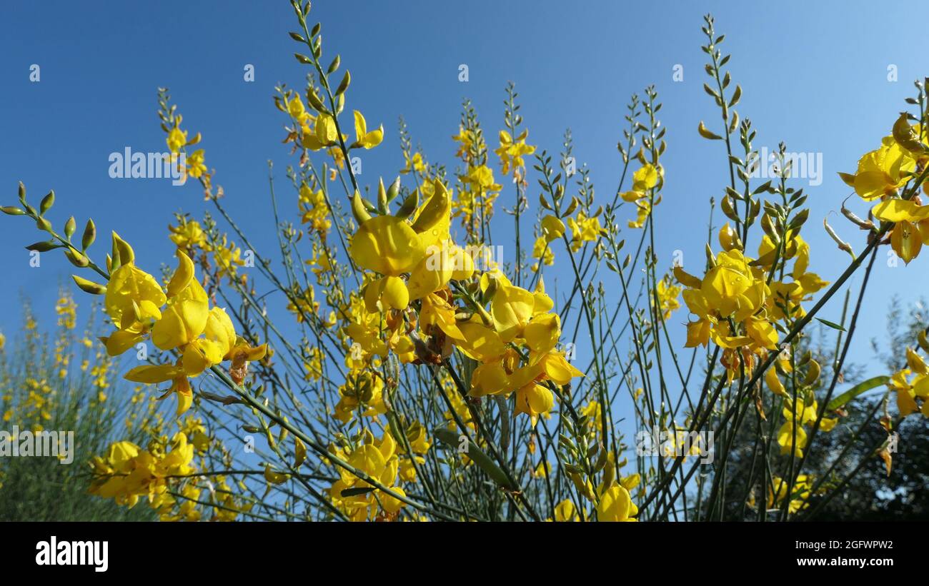 Nahaufnahme der Spanische Ginster Blume in der Landschaft in Andalusien Stockfoto