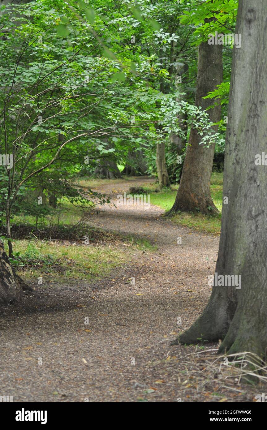 Weg durch die Bäume - ein idyllischer Waldspaziergang. Burton Agnes Grounds, East Yorkshire, England Stockfoto