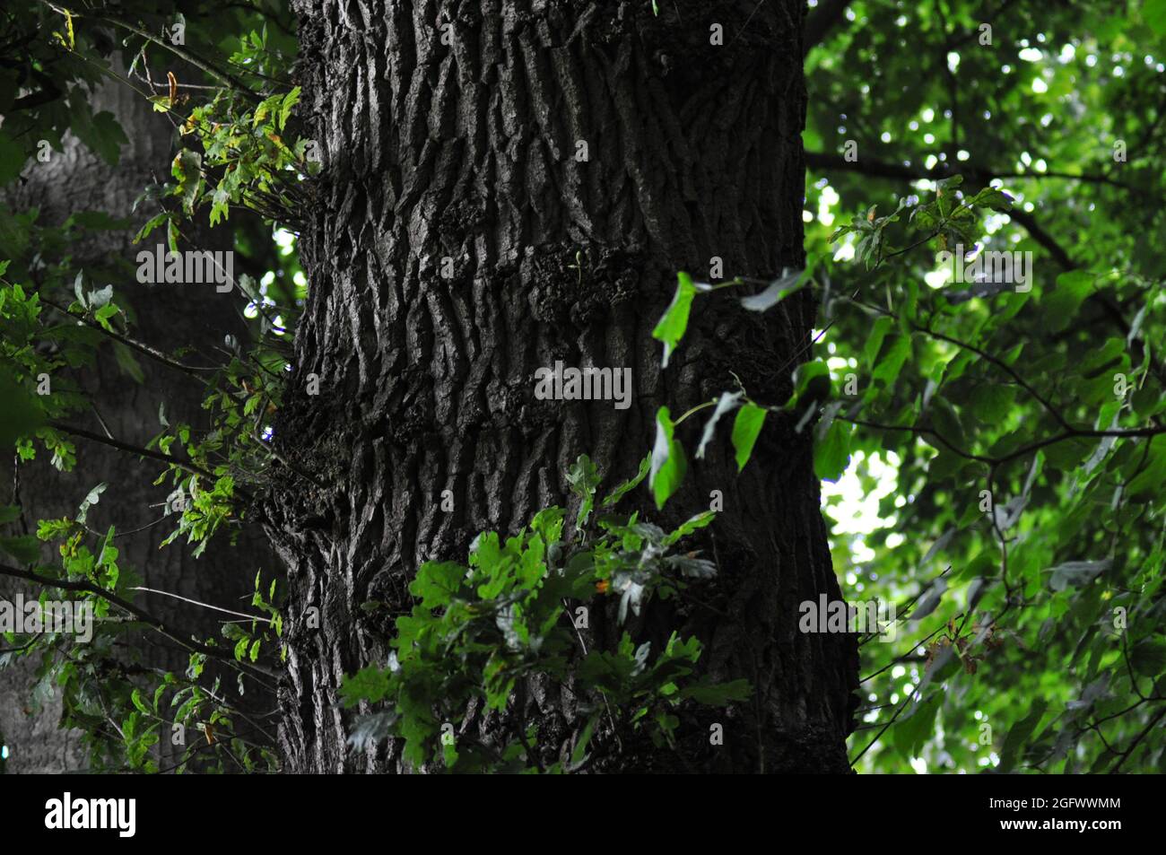 Weg durch die Bäume Stockfoto