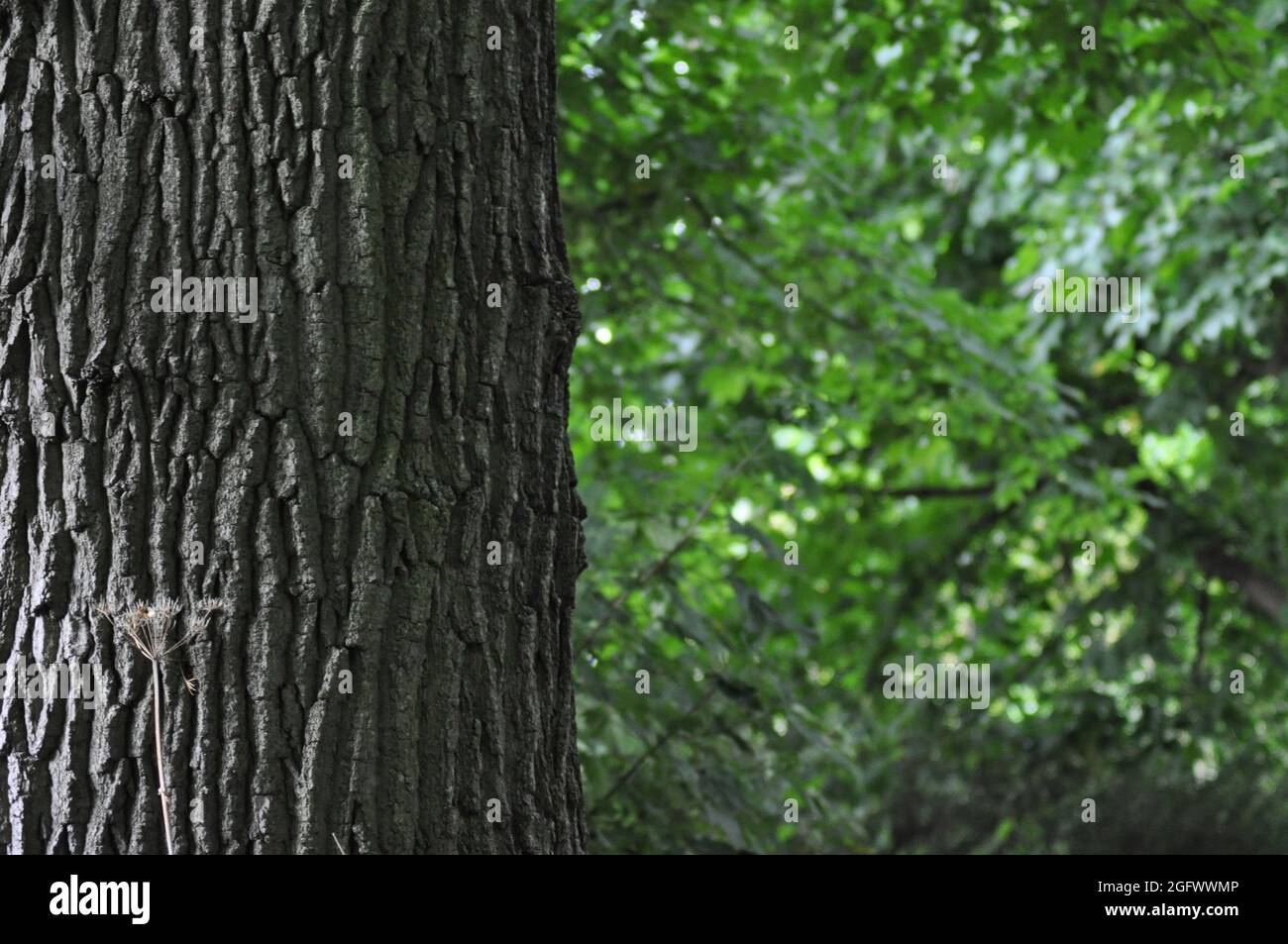 Weg durch die Bäume Stockfoto