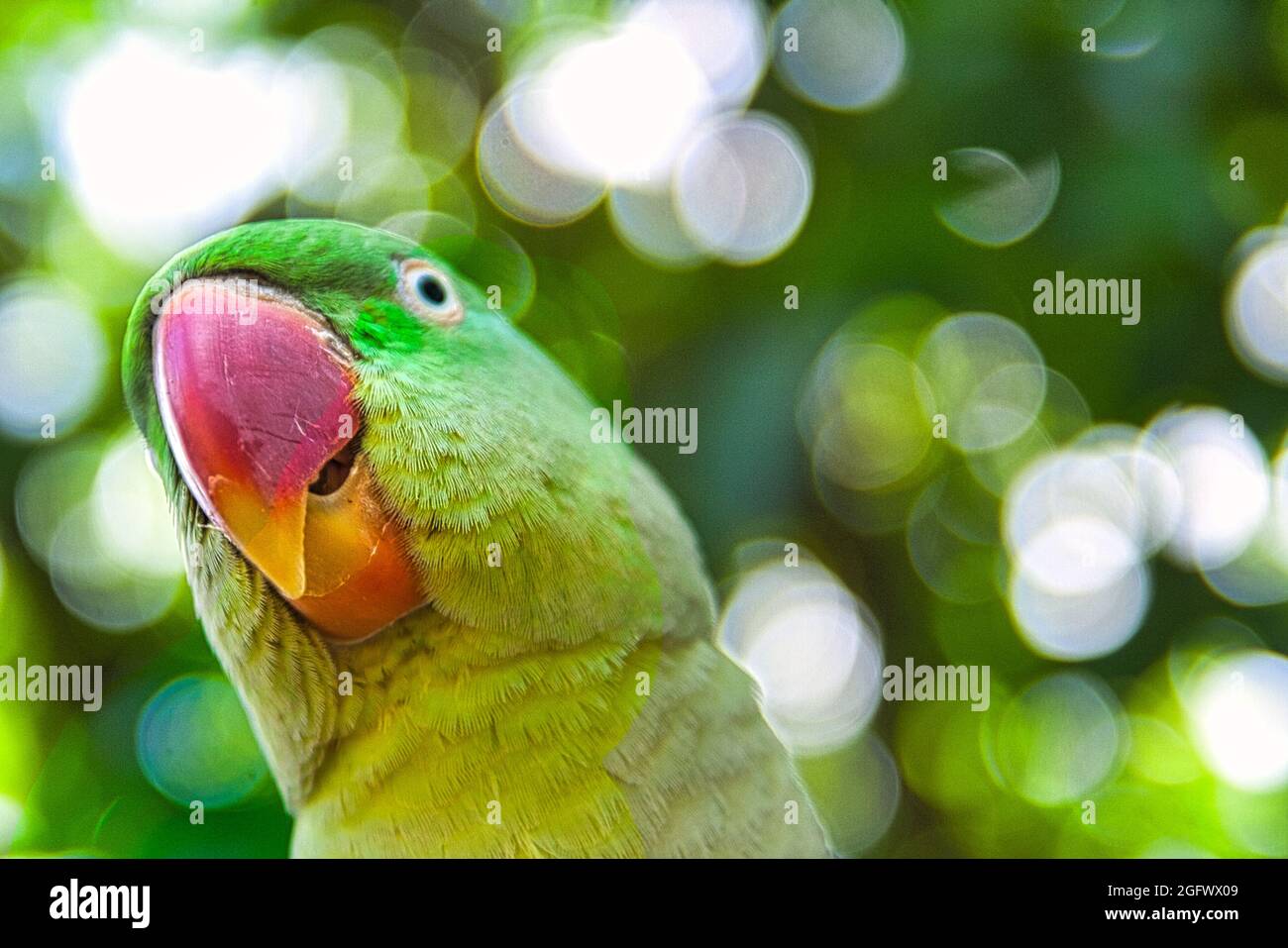 Nahaufnahme eines Alexandrinen-Papageien (Psittacula eupatria) auf grünem Hintergrund Stockfoto
