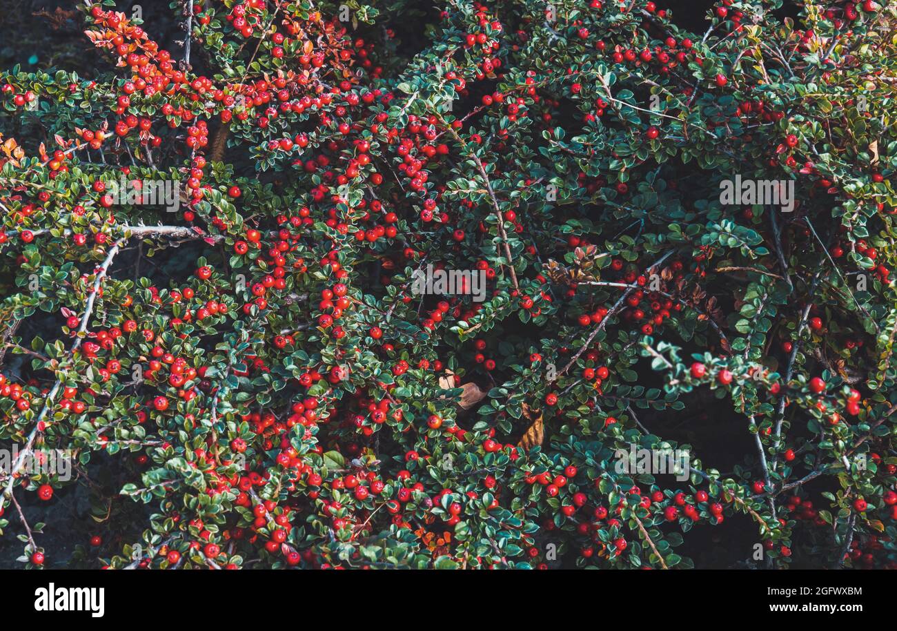 Kleiner busch mit roten beeren Stockfotos und bilder Kaufen Alamy