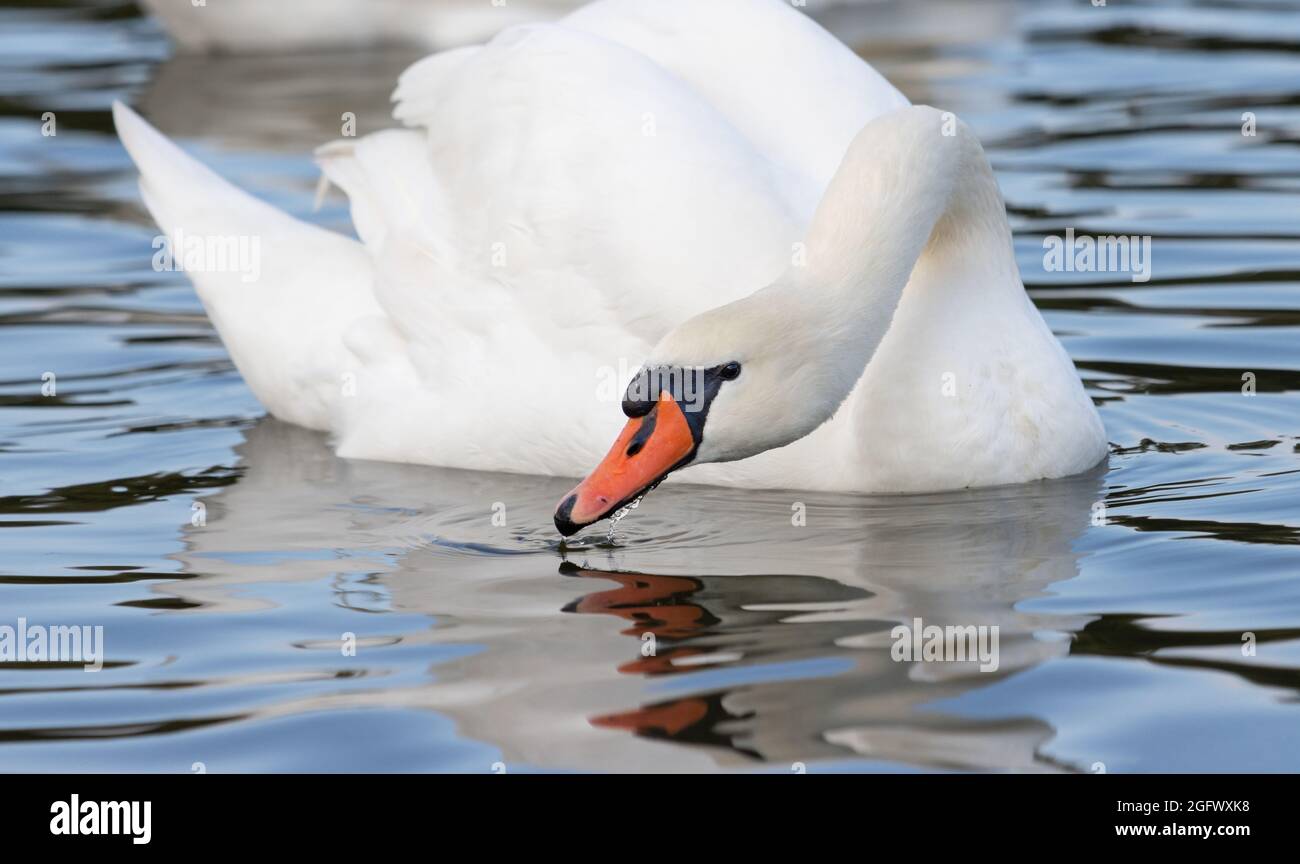 Weißer Schwan, der Wasser auf dem See trinkt Stockfoto