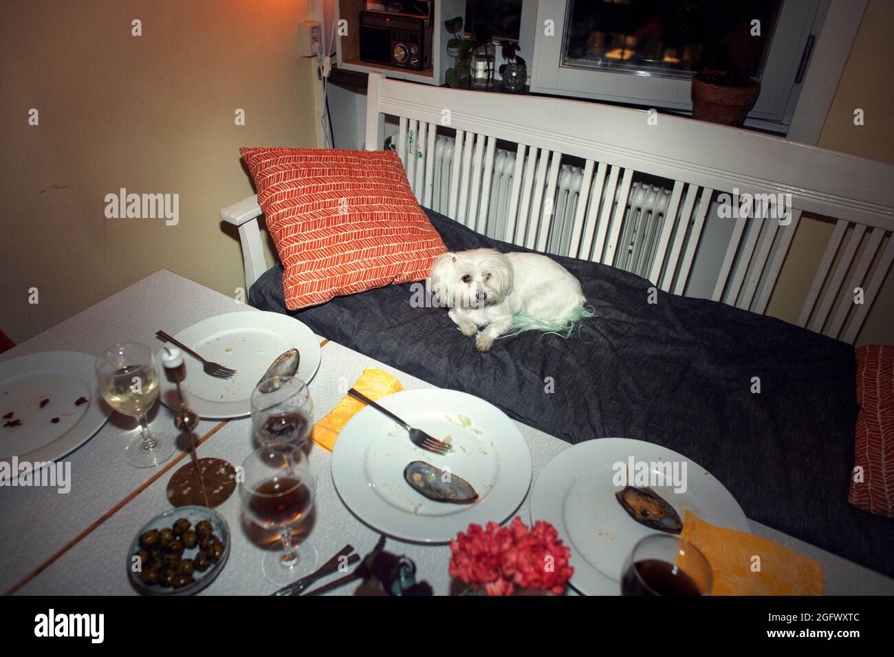 Hund Und Esstisch Fotos Und Bildmaterial In Hoher Aufl sung Alamy hund-und-esstisch-fotos-und-bildmaterial-in-hoher-aufl-sung-alamy