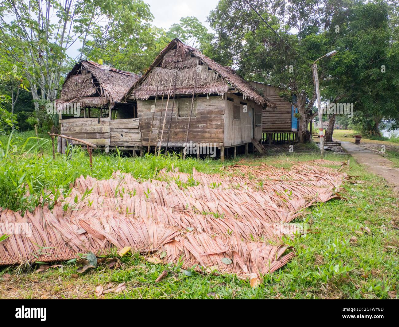 Dach aus einem Palmenblatt, um Holzhäuser zu bedecken - trocknet im Dorf im Amazonaswald aus. Amazonien, Brasilien, Südamerika. Stockfoto