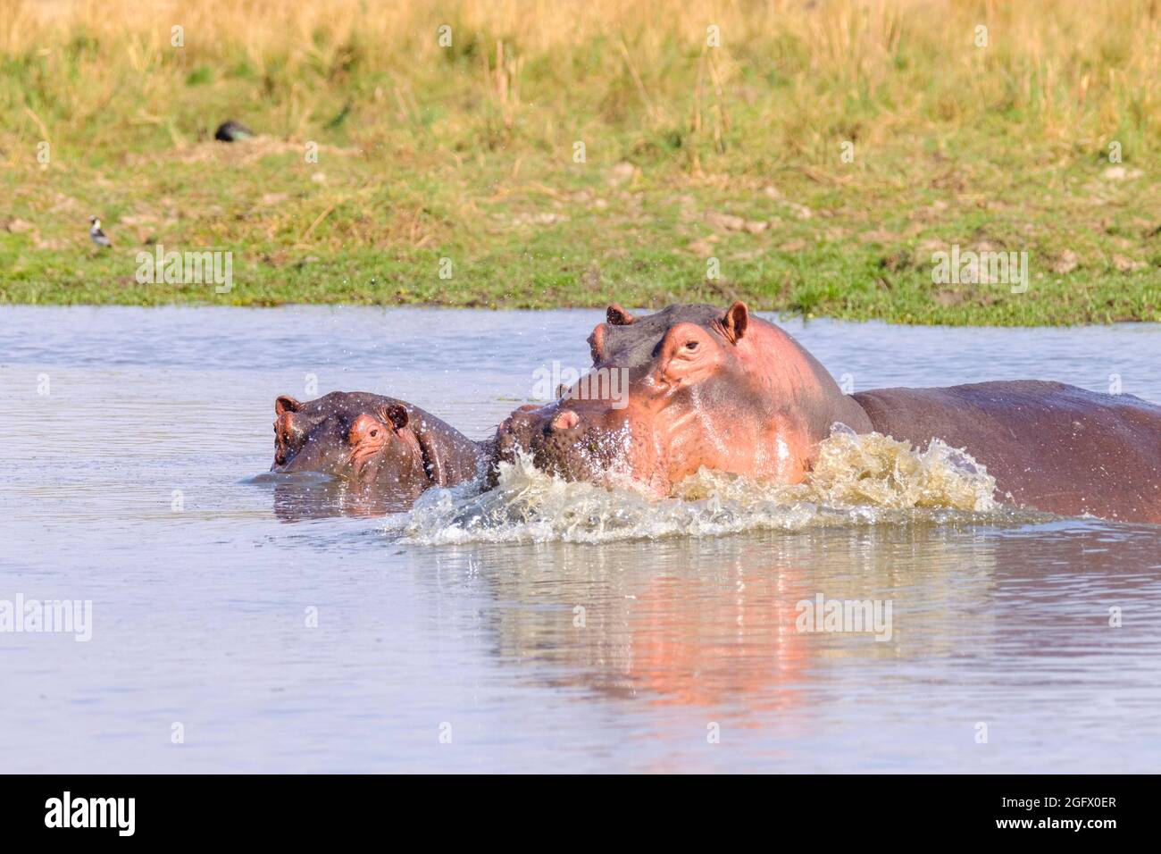 Hippo (Hippopotamus amphibius), der Wasserspritzer angreift. Nilpferd unter Wasser. Untere Sambesi, Sambia, Afrika Stockfoto