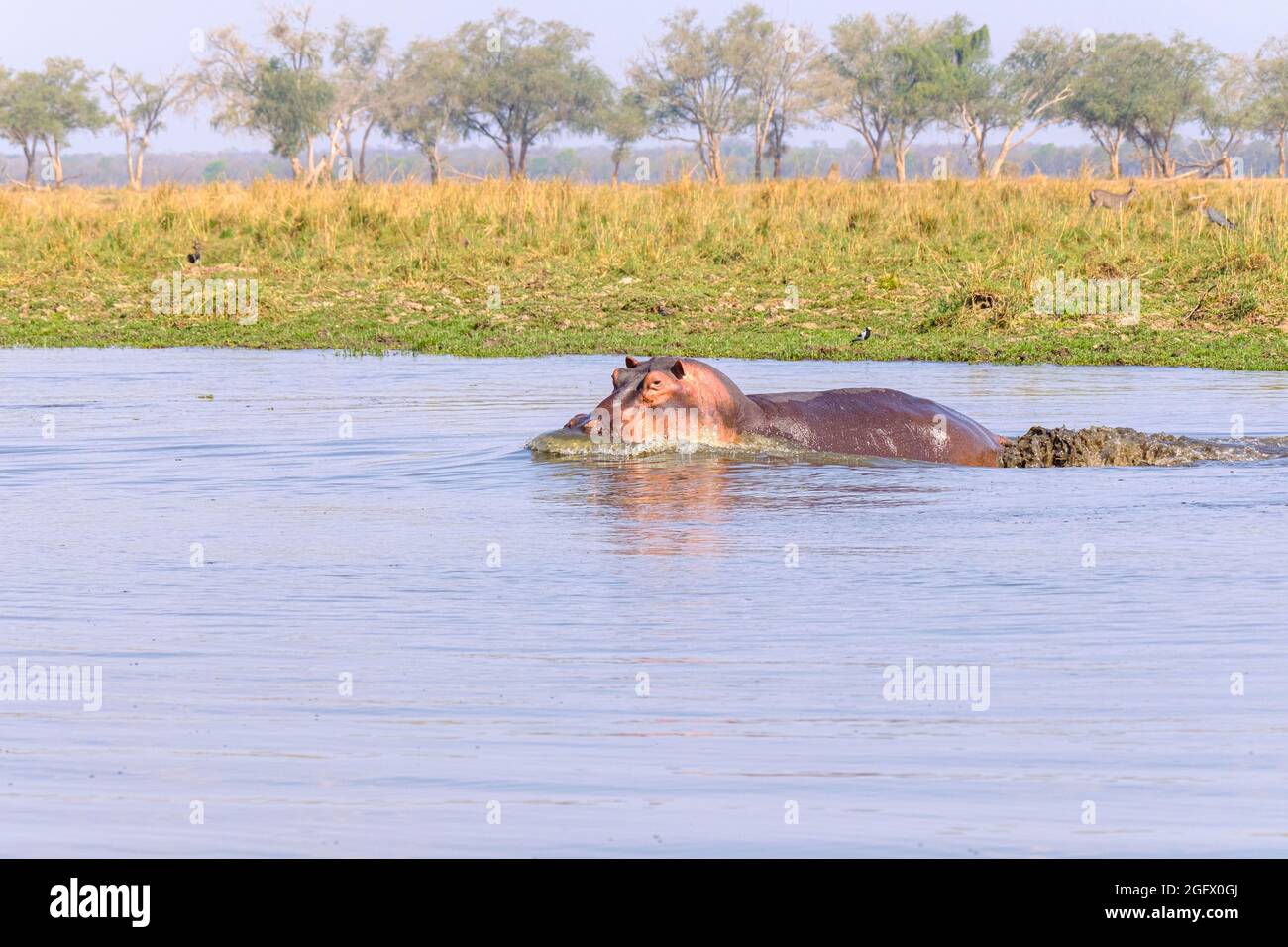 Hippo (Hippopotamus amphibius), Angriff. Nilpferd unter Wasser. Untere Sambesi, Sambia, Afrika Stockfoto
