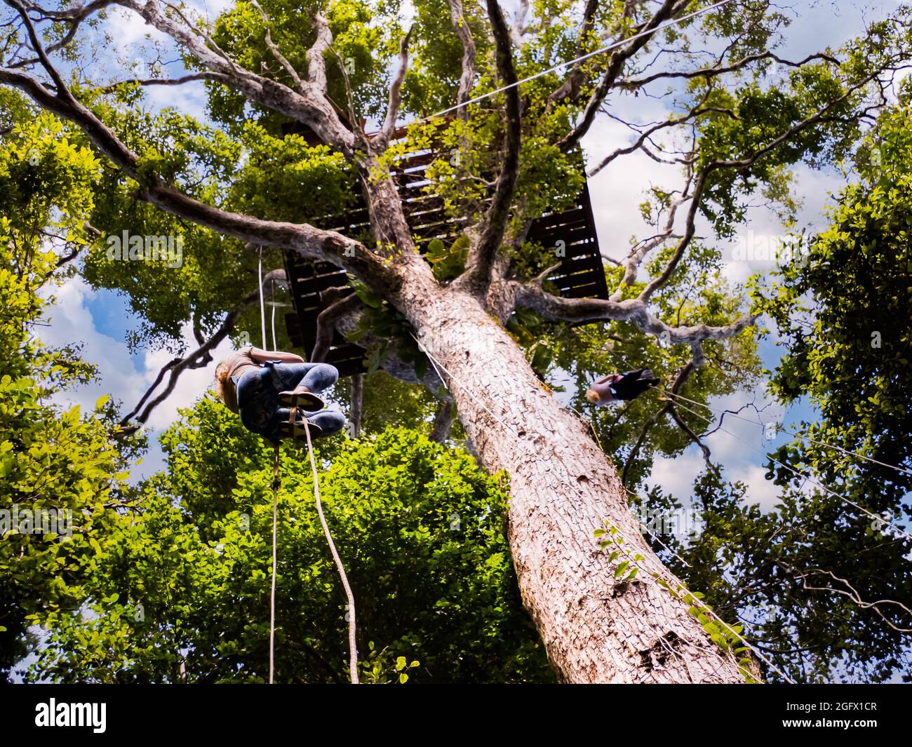 Palmari, Brasilien- Nov, 2019: Baldachin-Sport im tropischen Regenwald - Klonung auf einem riesigen Baum in den Amazonas-Regenforen.t die grünen Lungen der Welt Stockfoto