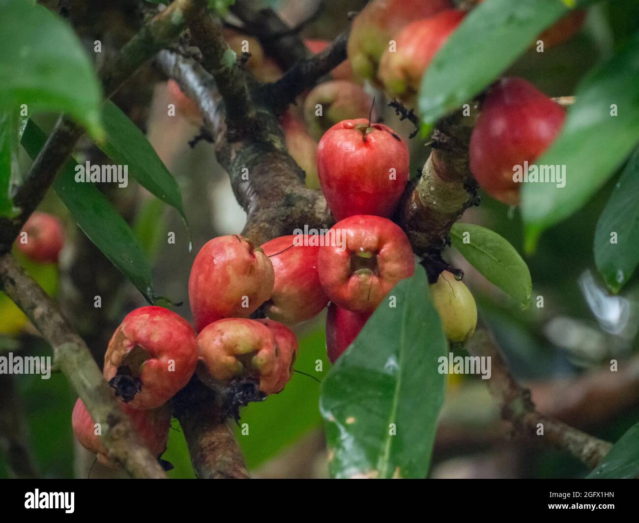 Pumarosa - syzygium samarangense ist eine blühende Pflanze, die heute in den Tropen weit verbreitet ist. Gebräuchliche Namen - Wachsapfel, Java-Apfel, Semarang Stockfoto