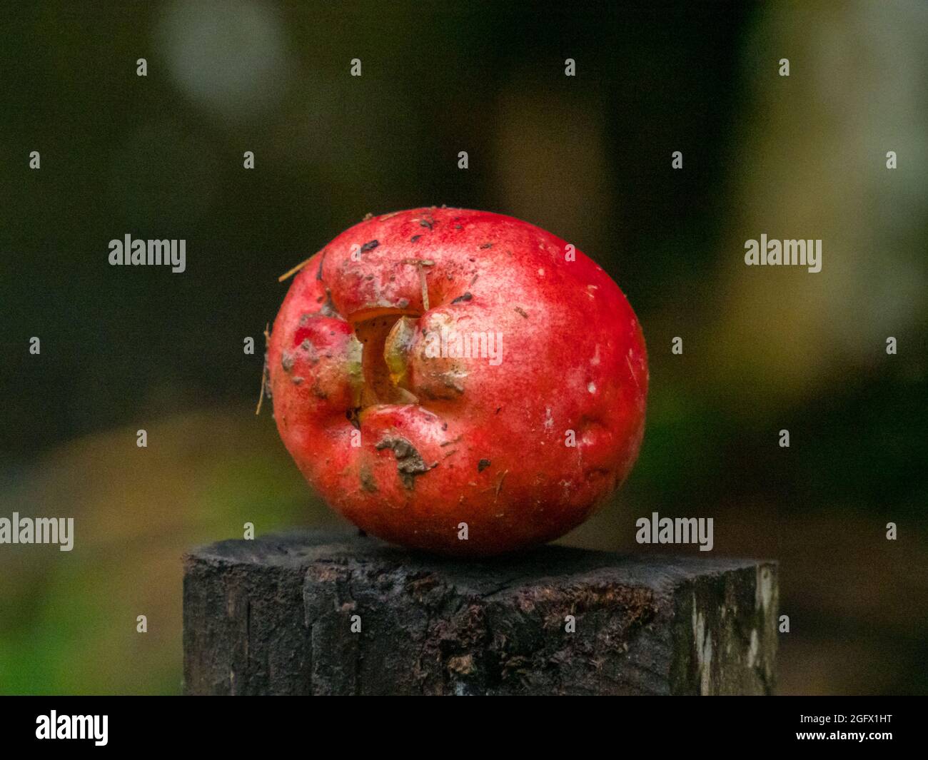 Pumarosa - syzygium samarangense ist eine blühende Pflanze, die heute in den Tropen weit verbreitet ist. Gebräuchliche Namen - Wachsapfel, Java-Apfel, Semarang Stockfoto