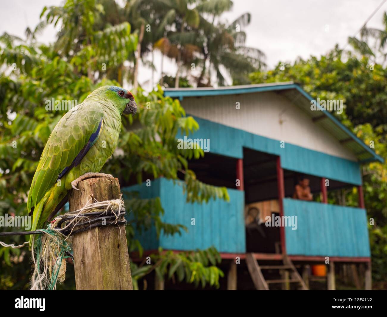 Paumari, Peru - 29. Nov 2018: Kleines grünes Papagei- und blaues Holzhaus in einem kleinen Dorf im Amazonas-Dschungel, Südamerika. Yavarii Flusseinzugsgebiet Tri Stockfoto