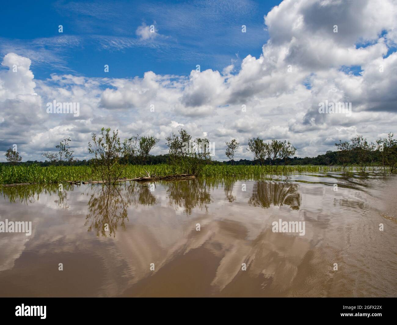 Amazonas-Regenwald bedeckt mit Wasser im Javari Valley. Die grünen Lungen der Welt im Amazonas-Flussbecken. Amzonia. Brasilien, Südamerika. Stockfoto