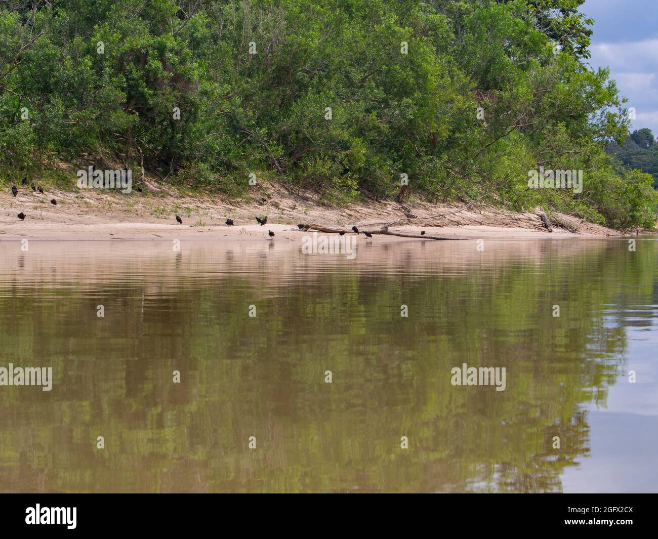 Amazonas-Fluss, Blick auf den grünen Dschungel am Ufer des Amazonas, grüne Hölle von Amazonien. Selva an der Grenze zu Brasilien und Peru. Tal der Jav Stockfoto