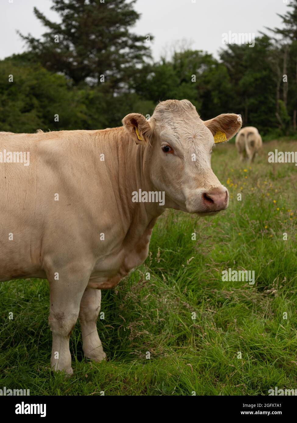 Kühe auf einem Feld in der Grafschaft Sligo, Irland. Stockfoto