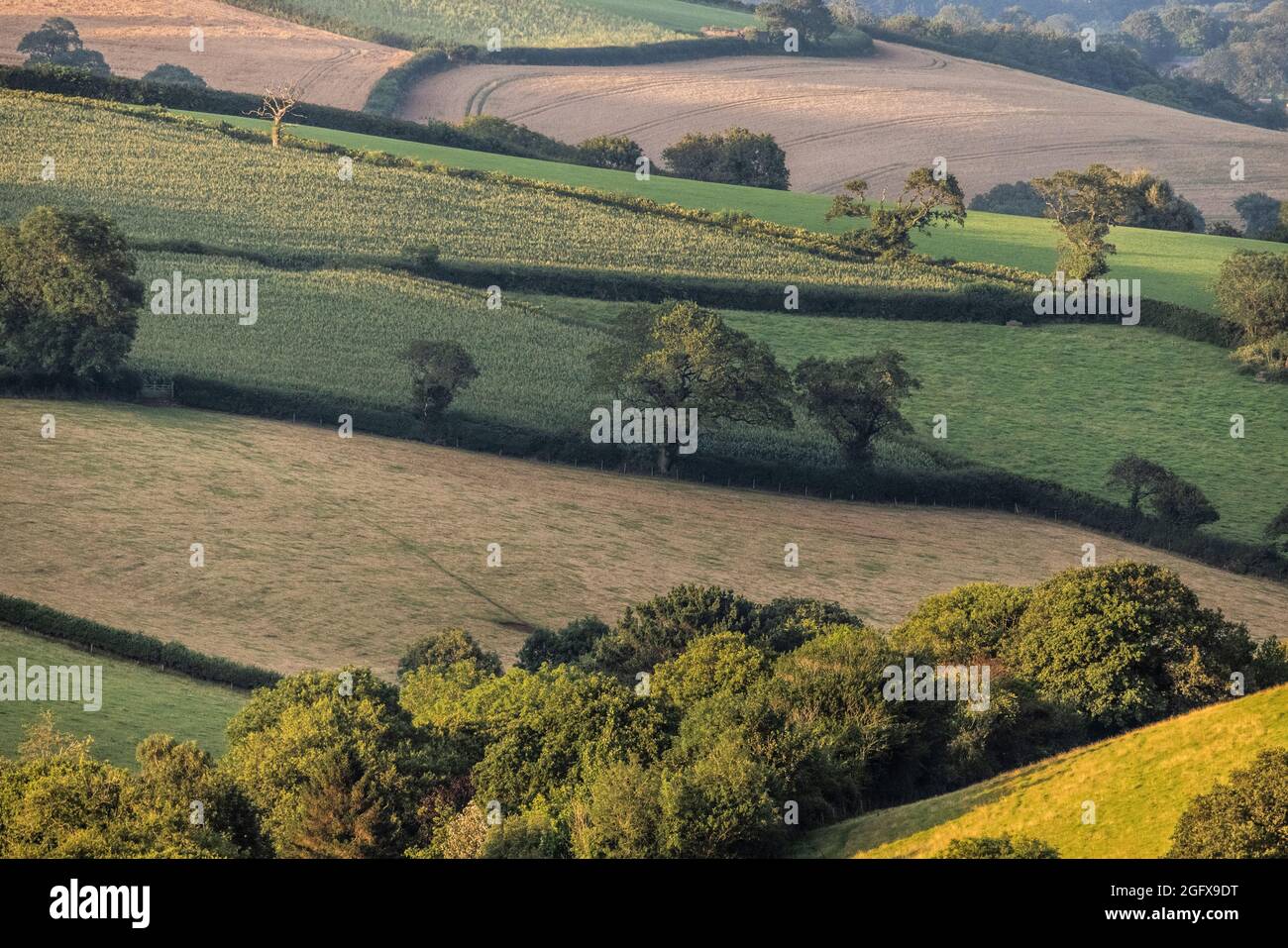 In Hallwell, South Hams, Devon, England, Großbritannien, fällt Abendlicht über wunderschöne grüne Felder Stockfoto