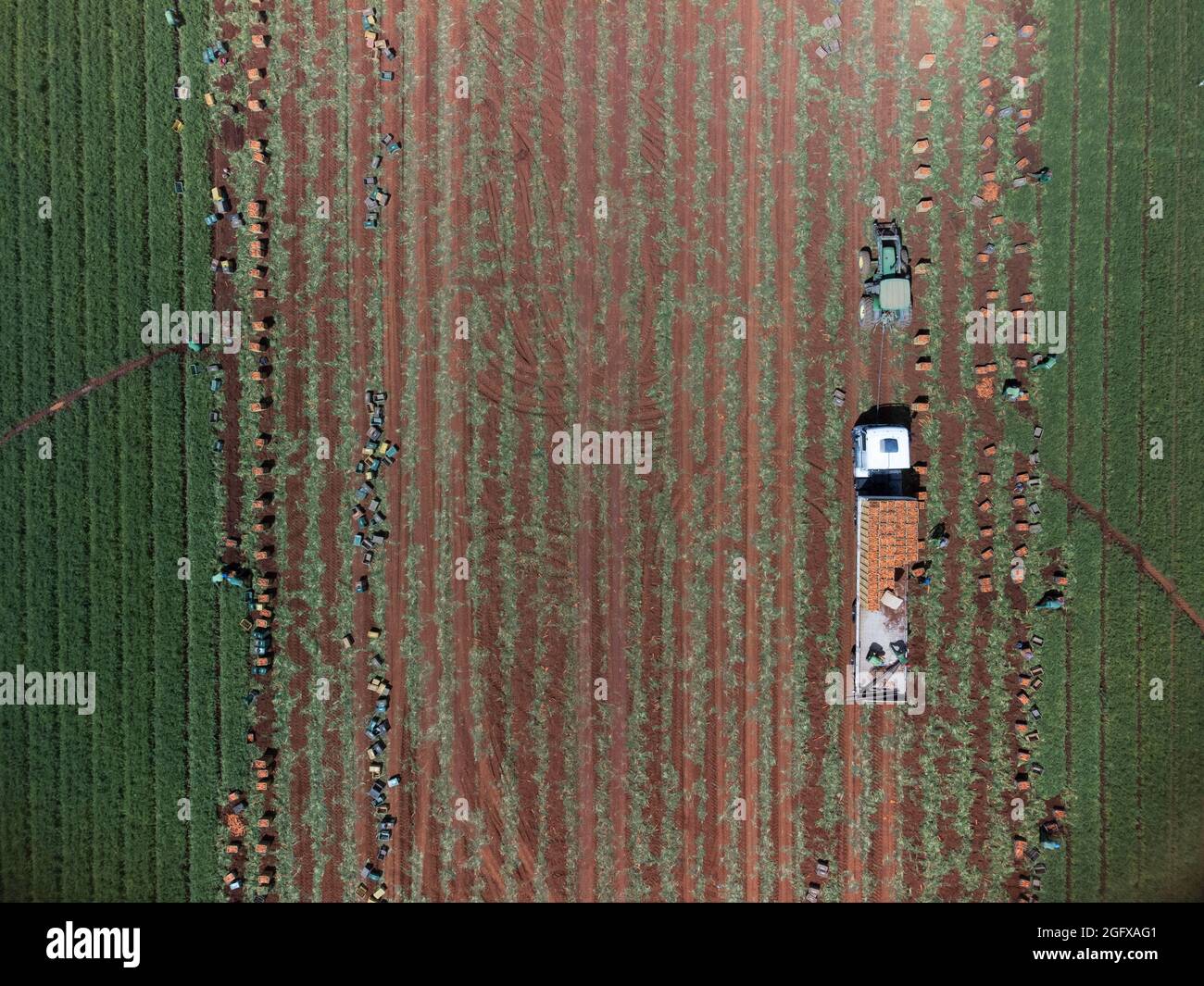 Luftaufnahme von Gemüsefeldern, Ernte, Brasilien Stockfoto