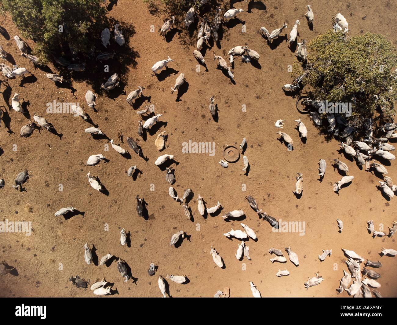 Luftaufnahme von schauenden Kühen in einem Feld, brasilianische Landschaft Stockfoto