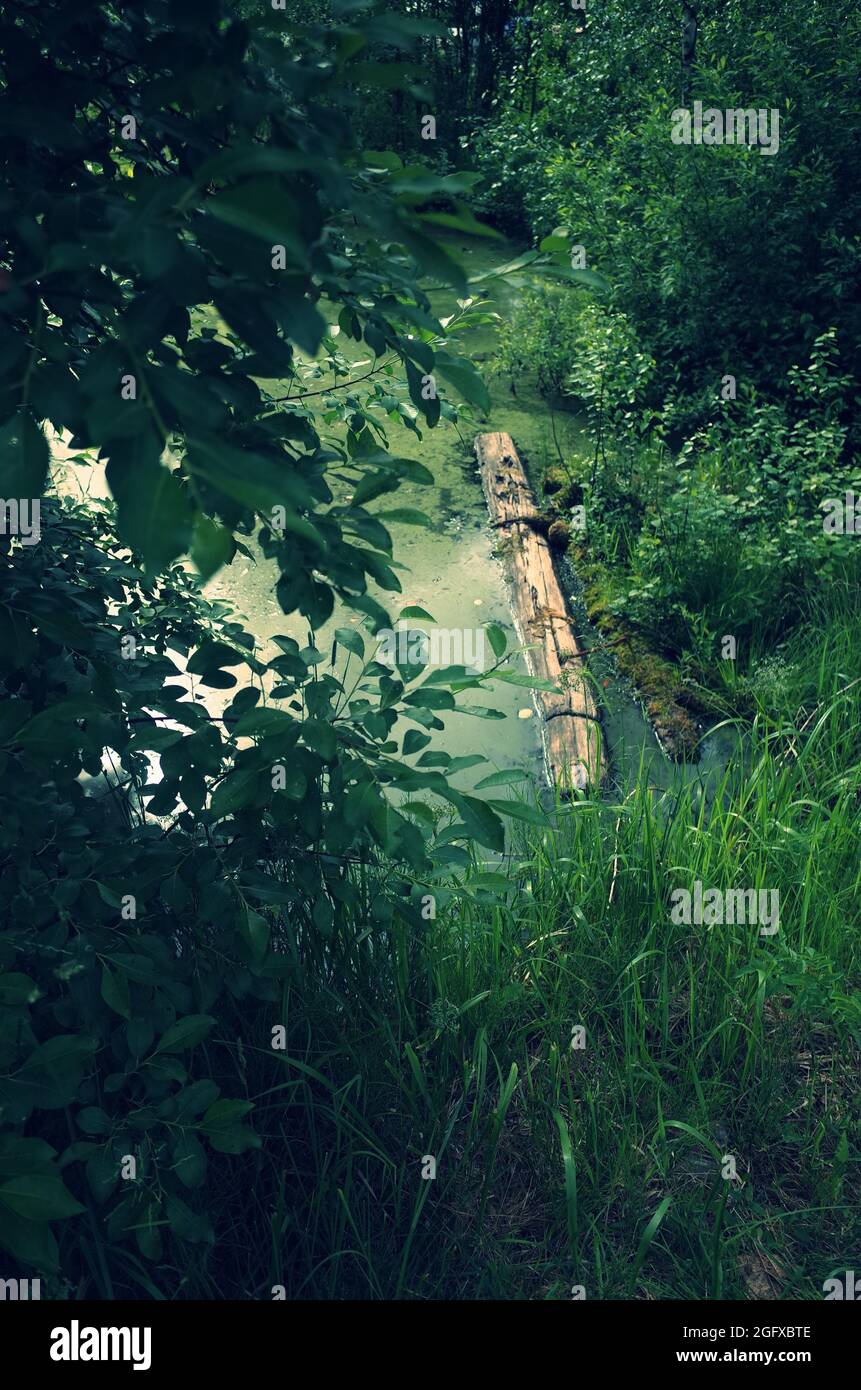 Tief im Wald See umgeben von Bäumen, schwimmende Log, geheimnisvolles Licht Stockfoto