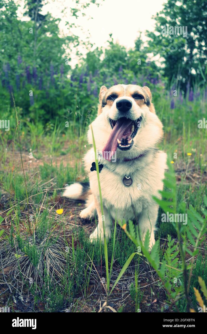 Smilling Hund Zunge aus, welsh Corgi pembroke, im Wald, lustiges Gesicht, Sommer Stockfoto