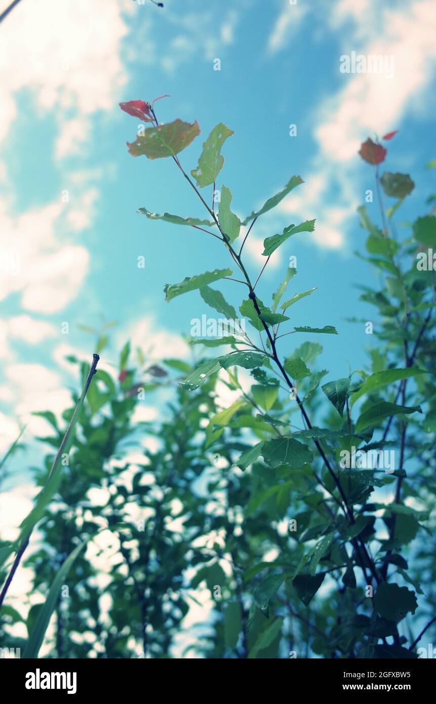 Baumblätter am blauen Himmel, Blick auf den Po, Sonne scheint Stockfoto
