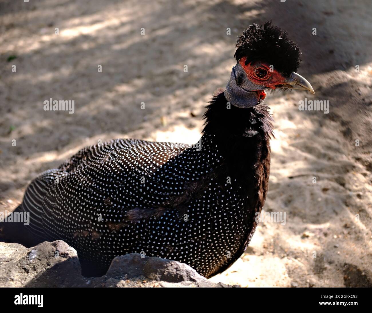 Haubenguineaflut (gutta pucherani). Nahaufnahme eines gefleckten Vogels Stockfoto
