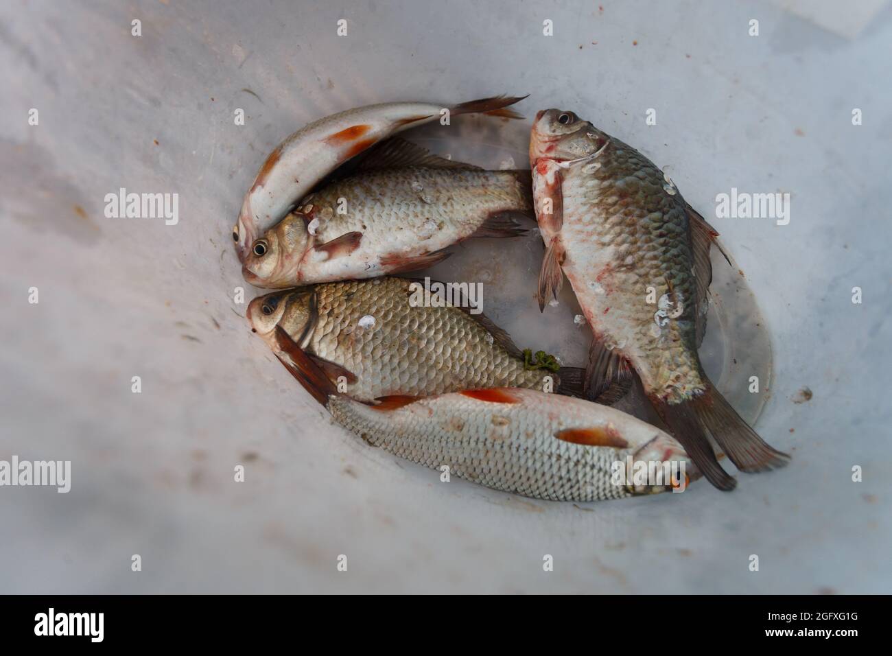 Gefangener Flussfisch befindet sich in einem weißen Plastikeimer Stockfoto