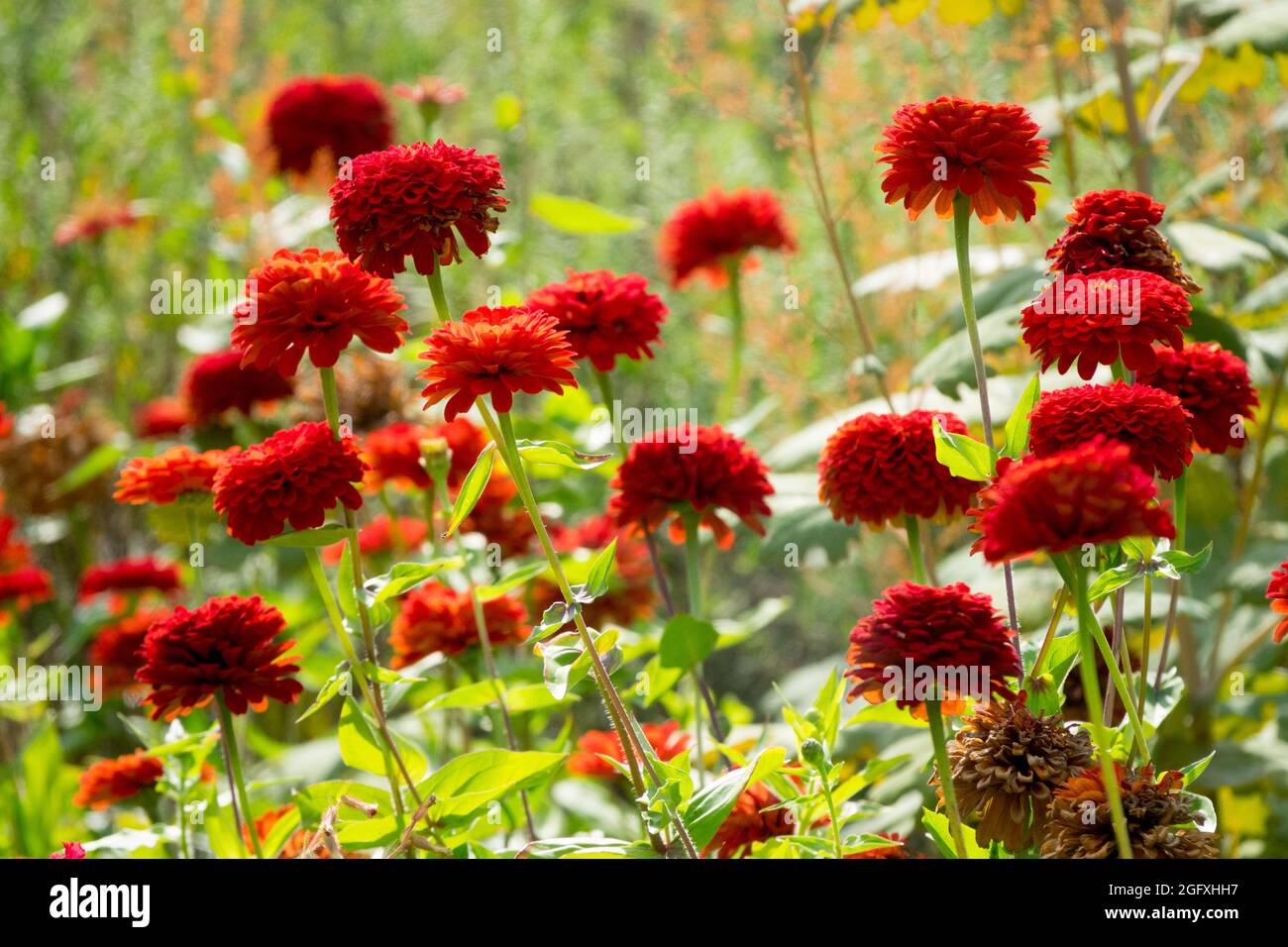 Rote Zinnia Gartengrenze Blumenbeet Spätsommer Garten Rote Zinnias Blüten Rotes Blumenbeet August blühend nähert sich Herbst Sommer Blumengrenze Stockfoto