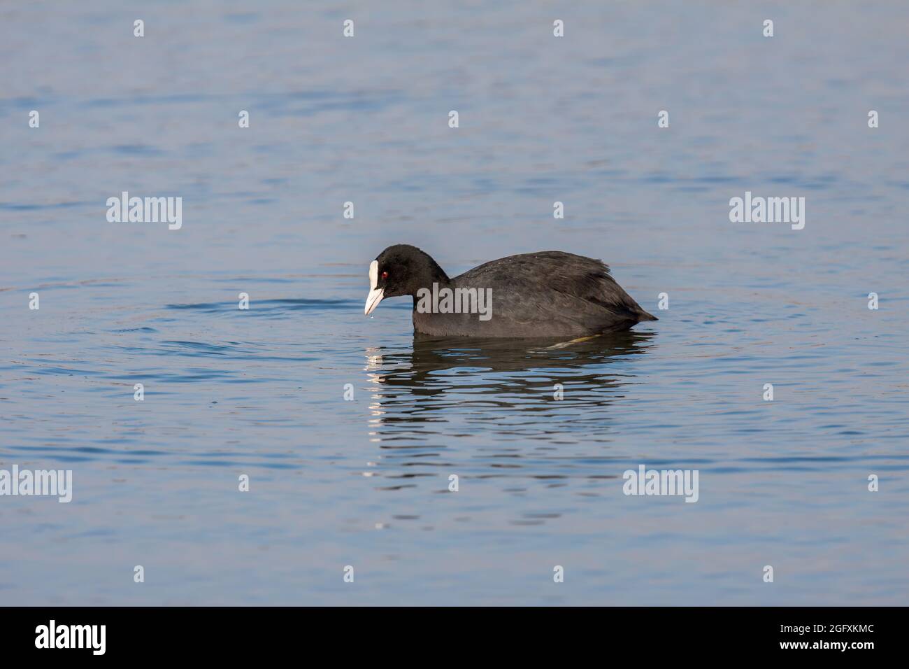 Eisbär (Fulcia atra) beim Schwimmen auf dem See im Warnham Nature Reserve Stockfoto