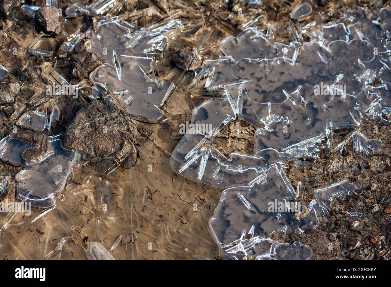 Zerbrochenes Eis bedeckt eine Pfütze in Elmley Marshes Stockfoto