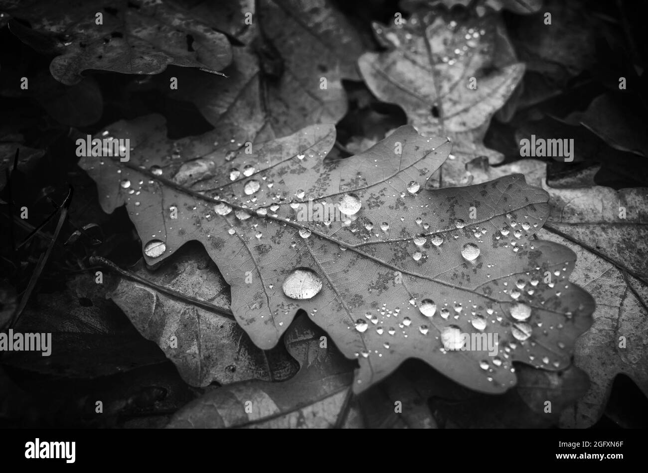 Trockenes Herbsteichenblatt mit Wassertropfen liegt auf dem Boden, natürliches Schwarz-Weiß-Foto mit selektivem Fokus Stockfoto