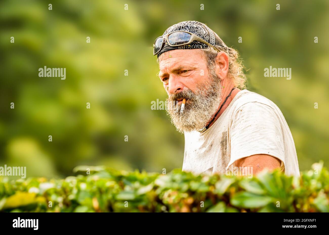 Porträt eines reifen Mannes mit Bart bei der Arbeit im Garten. Stockfoto