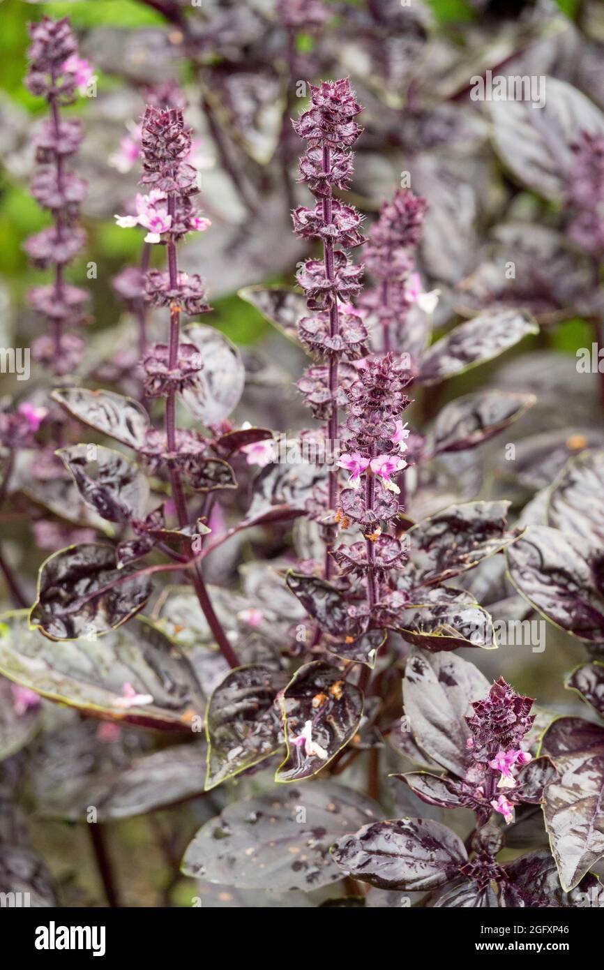 Dunkelroter Basilikum Kräutergarten Ocimum basilicum 'Dark Opal' Blattgemüse Stockfoto