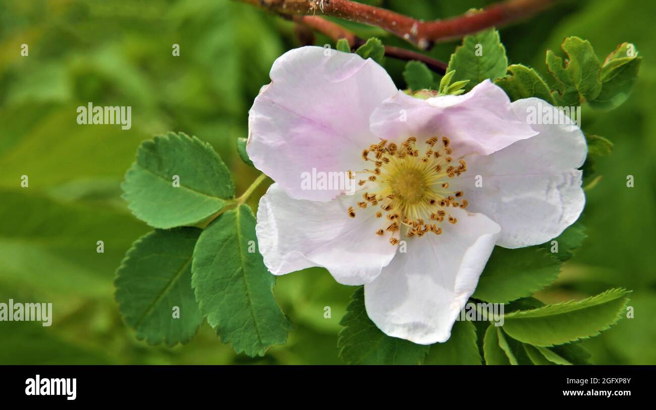 Nahaufnahme der hellrosa Blume auf einer wilden Rosenpflanze, die auf einer Wiese wächst. Stockfoto