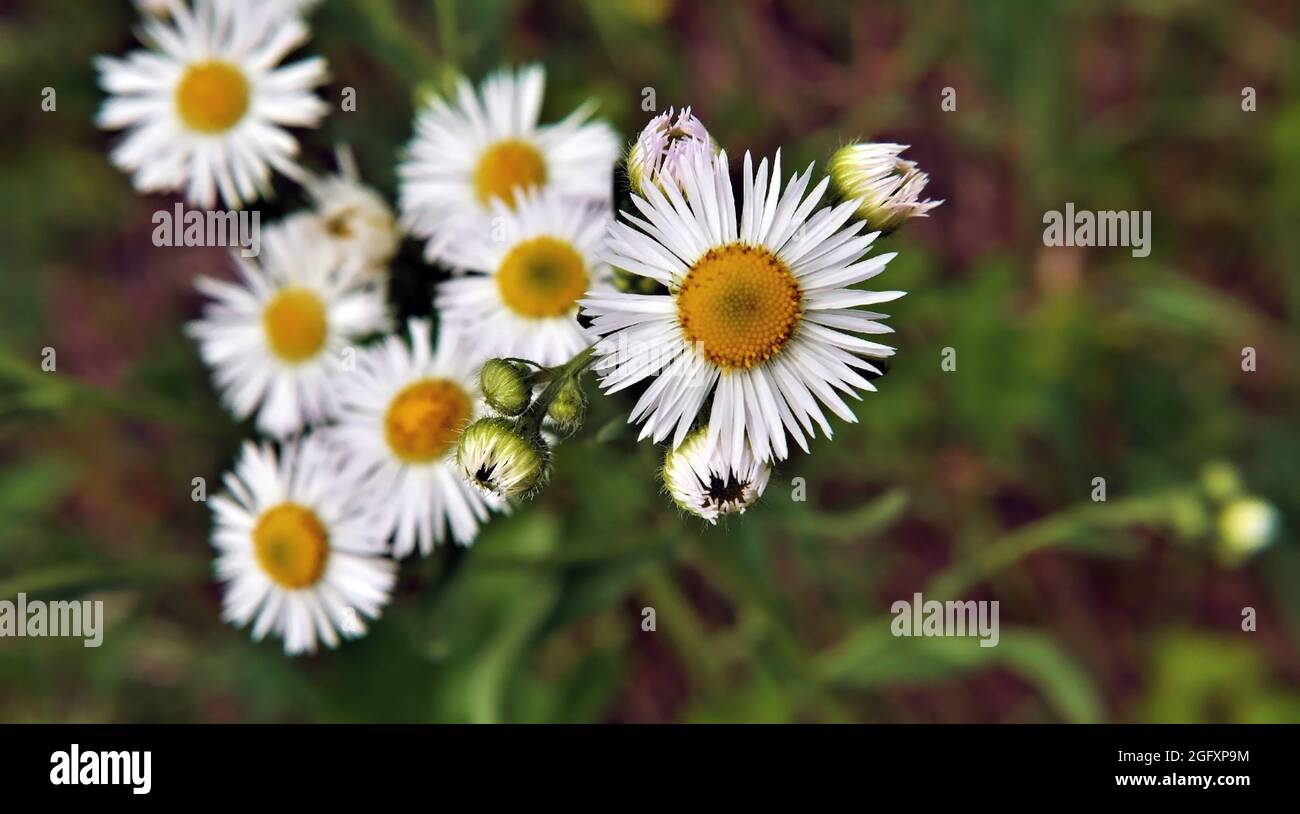 Nahaufnahme der weißen Blüten einer flohpflanze aus philadelphia, die auf einer Wiese wächst. Stockfoto