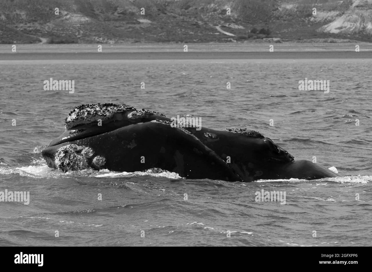 Südlicher Right Wal, Peninsula Valdes, Patagonien, Argentinien. Stockfoto