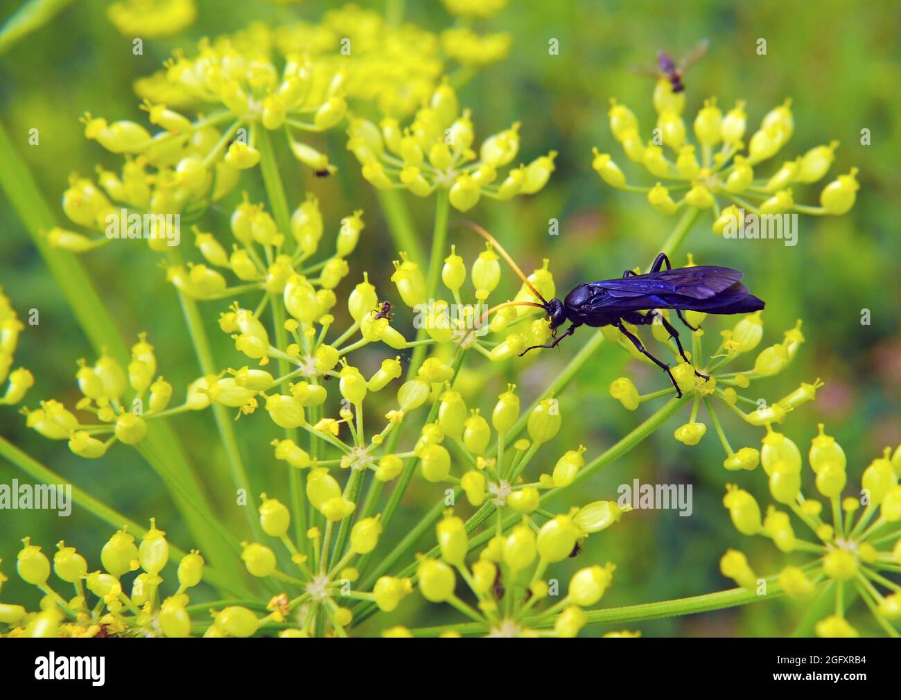 Nahaufnahme einer gebogenen, abgeschirmten Besiegerwespe, die Nektar aus den kleinen gelben Blüten einer wilden Pastinaken-Pflanze sammelt, die auf einem Feld wächst. Stockfoto