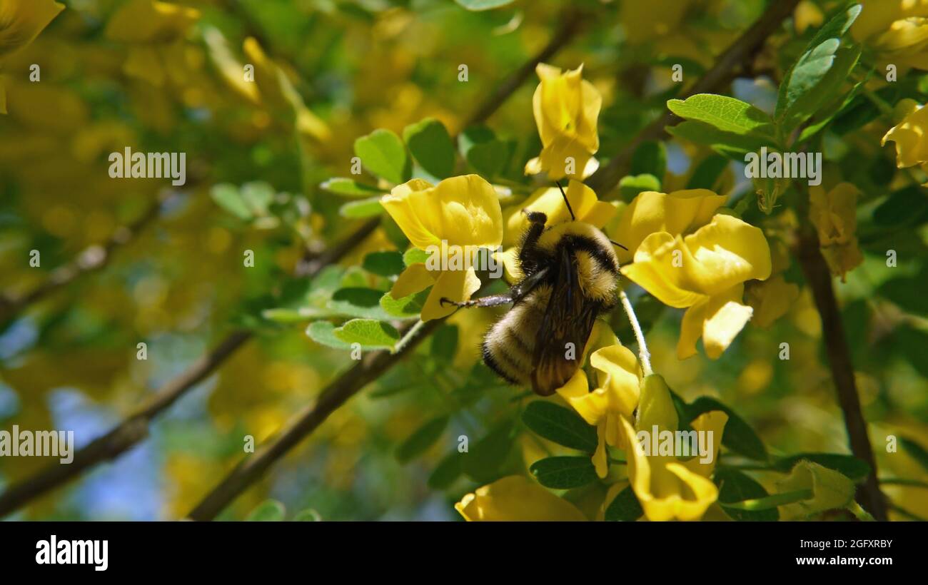 Nahaufnahme einer Hummel, die Nektar aus den gelben Blüten auf einem sibirischen Pfirsichbaum sammelt, der in einem Garten wächst. Stockfoto