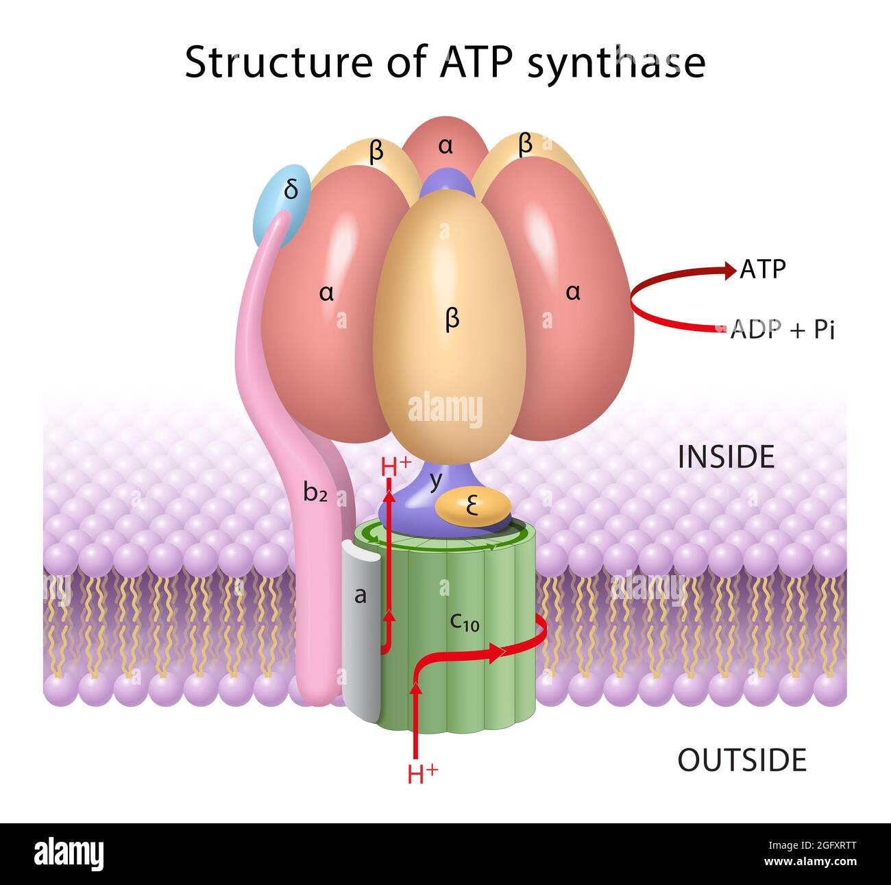 Die Komponenten von ATP-Synthase, einem Drehmotor Stockfoto