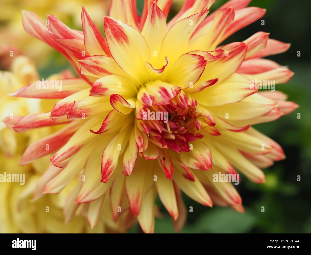 Semi kaktus dahlie -Fotos und -Bildmaterial in hoher Auflsung  Alamy