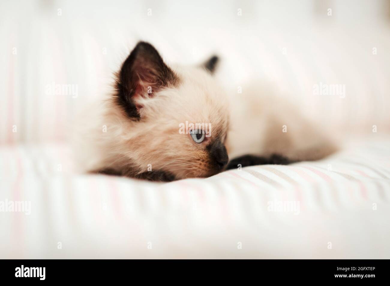 Niedliches weißes Kätzchen mit schwarzen Ohren wird in einem weißen Bett eingekuschelt, während es versucht zu schlafen. Isoliertes Katzentier Stockfoto