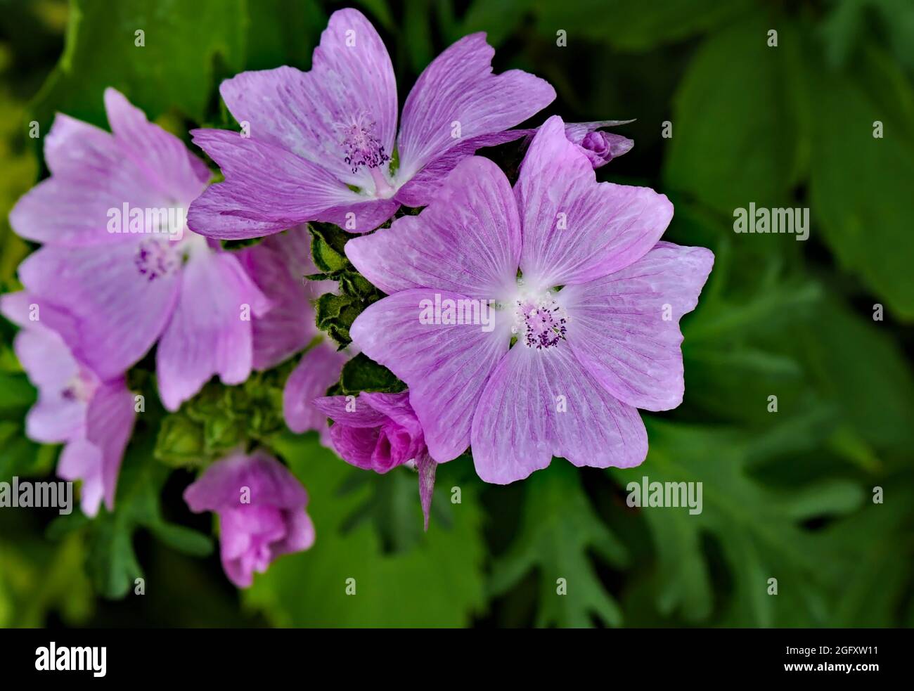 Nahaufnahme der rosa Blüten einer wilden Moschusmalchpflanze, die auf einer Wiese wächst. Stockfoto
