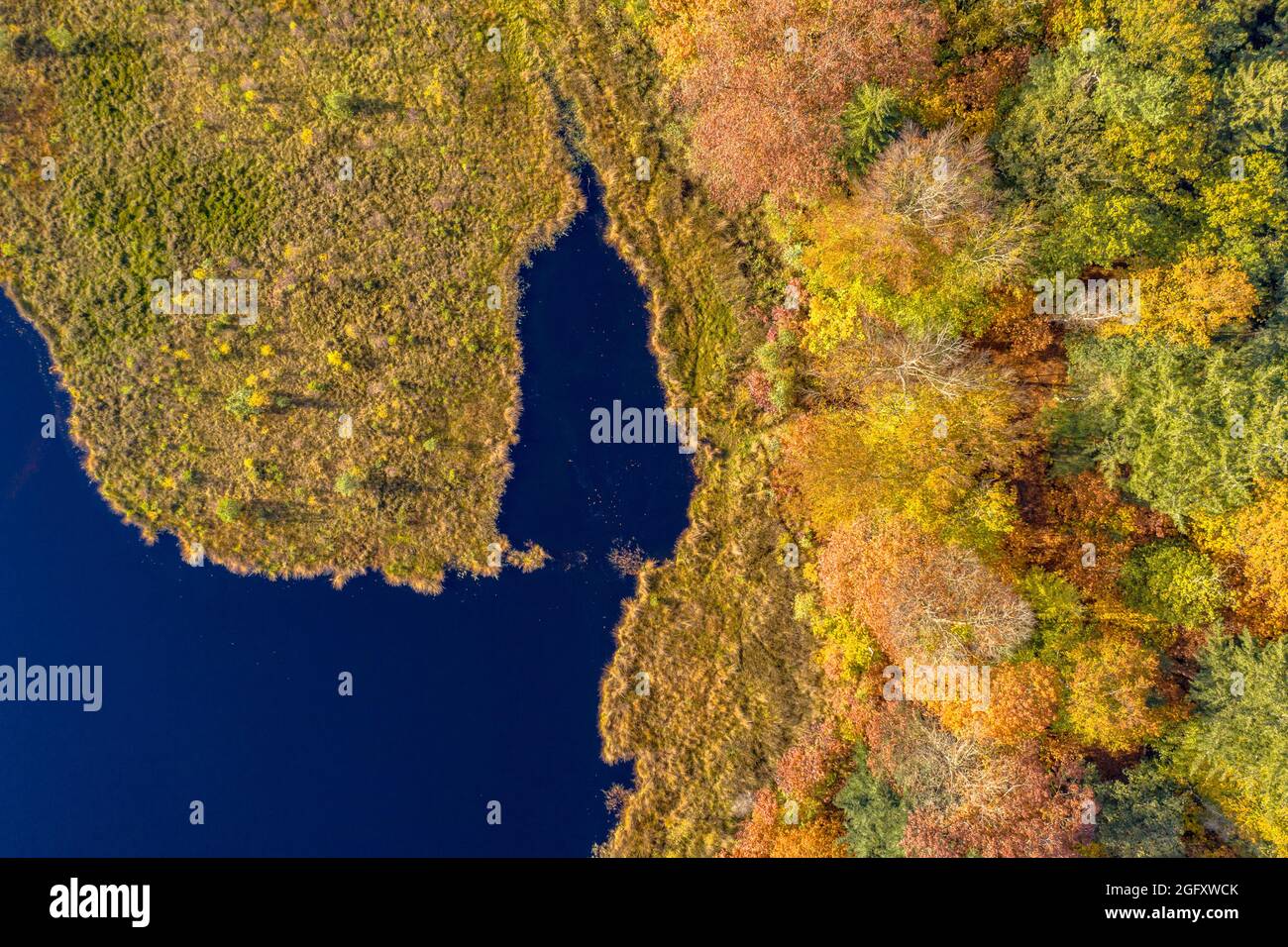 Luftaufnahme von oben auf den See im Herbstwald in Gasselte, Drenthe. Landschaftsbild in der Natur europas. Stockfoto
